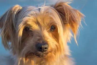 Cataract Surgery for Dogs - What to Expect