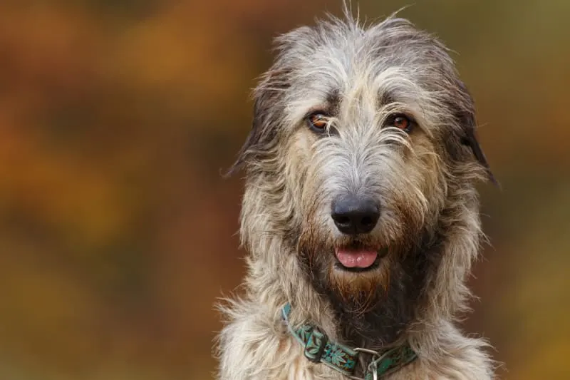 Why is my dog breathing fast