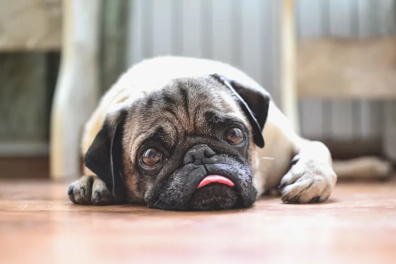 What You Need to Know About Vomiting in Dogs