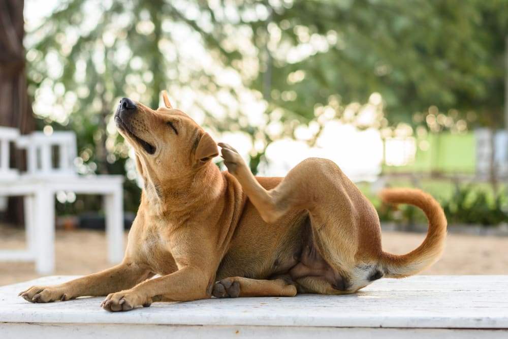 Why Your Dog Has Skin Allergies & How to Treat Them