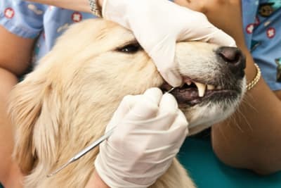 Fractured Teeth in Dogs