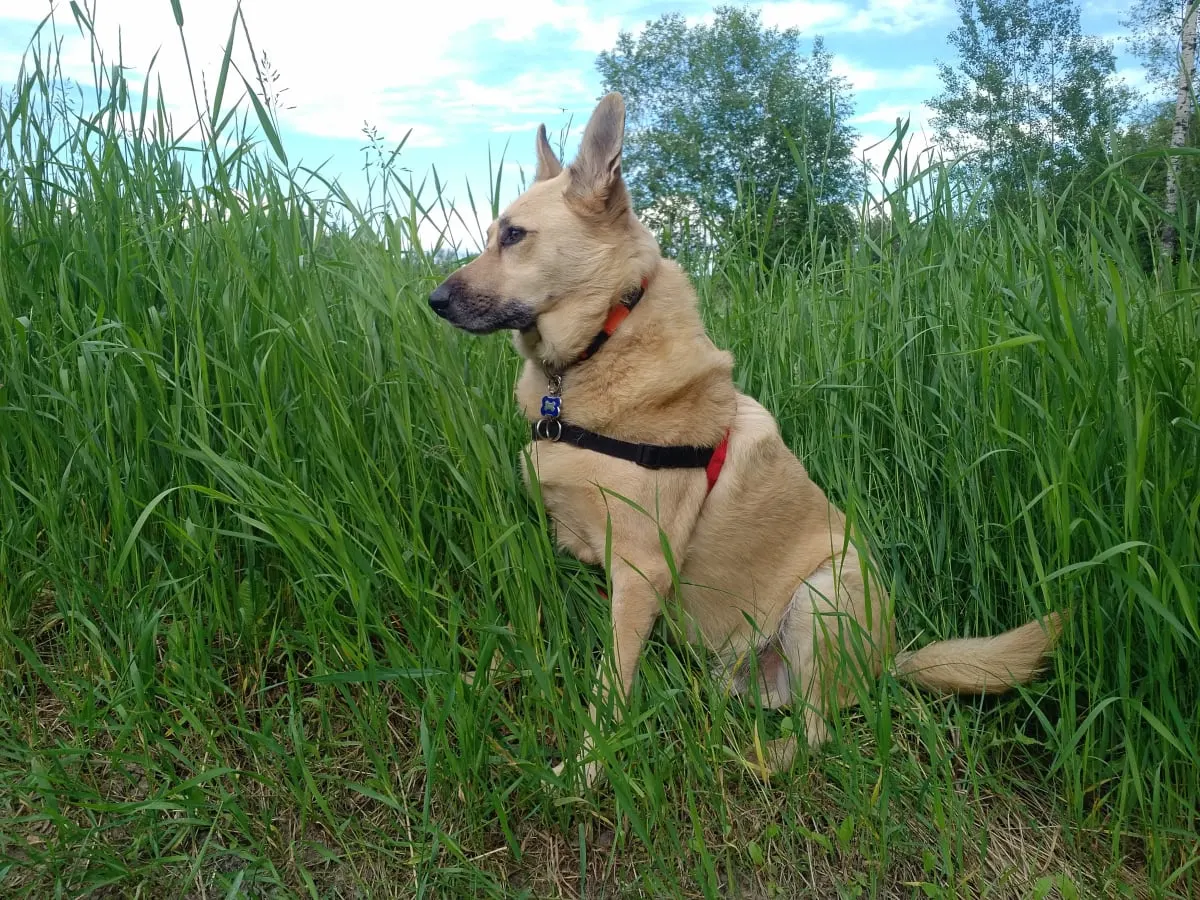 Tick-borne Diseases in Dogs