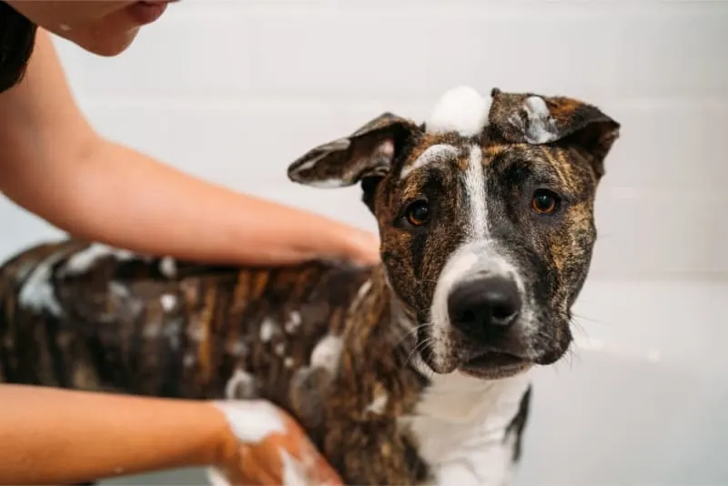 Is Bathing Bad for Your Dog? Is Bathing Bad for Your Dog?