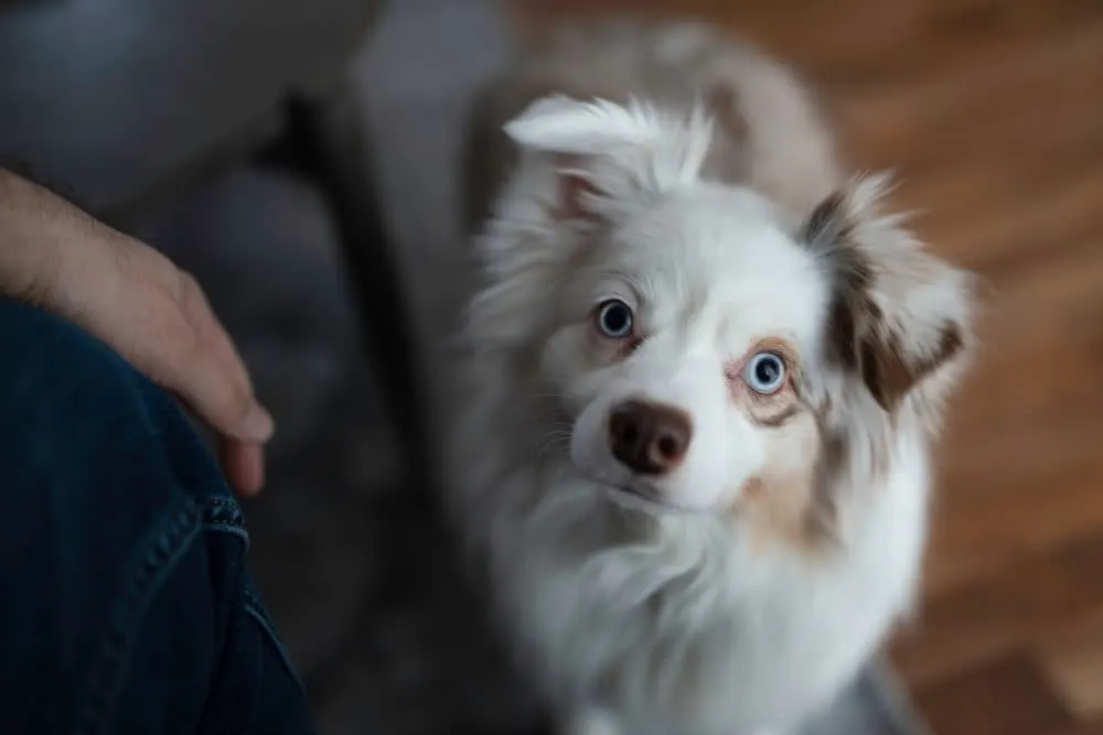 Malocclusions in Dogs Malocclusions in Dogs