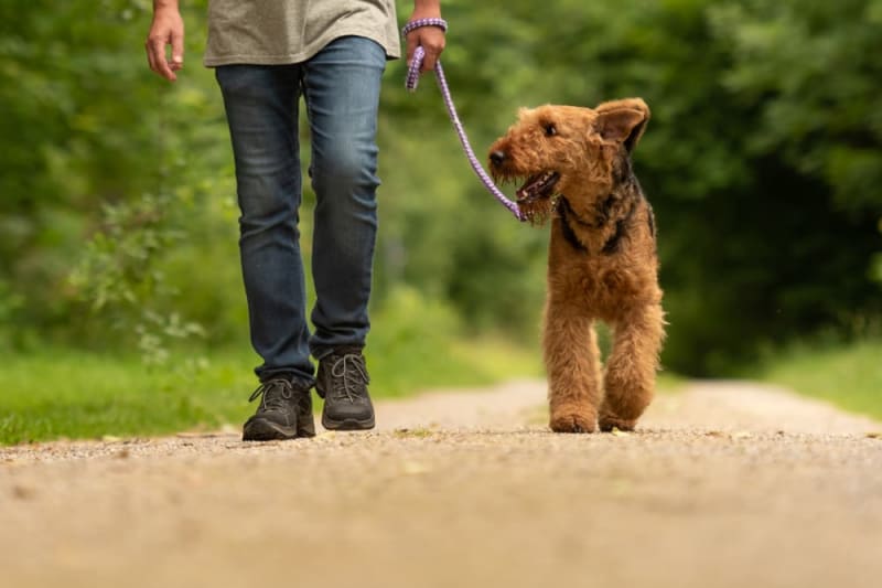 Dog Training: Advice & Tips