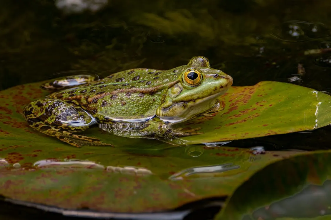Green pond frog resting on a lily pad with clear ocular clarity and moist integument, indicating a healthy aquatic environment. Green pond frog resting on a lily pad with clear ocular clarity and moist integument, indicating a healthy aquatic environment.