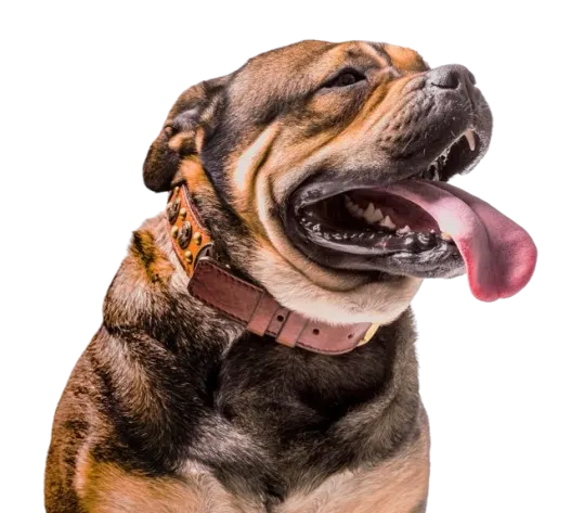 A broad-headed dog panting happily while wearing a heavy studded leather collar. A broad-headed dog panting happily while wearing a heavy studded leather collar.