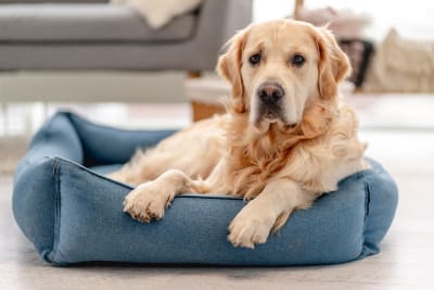 Dog Ear Hematoma Surgery - Cost, Recovery & More