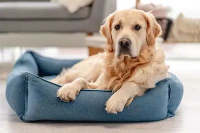 Dog Ear Hematoma Surgery - Cost, Recovery & More