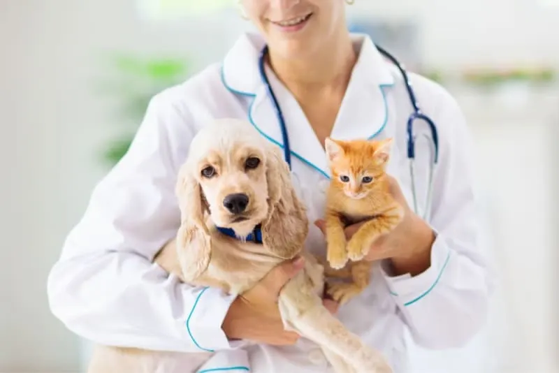 Raising a Puppy & Kitten Together Raising a Puppy & Kitten Together