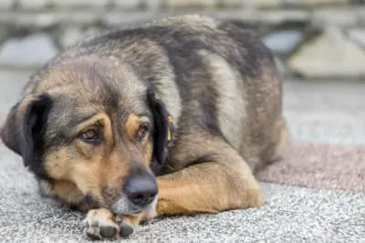 Signs of Pain / Discomfort in Dogs