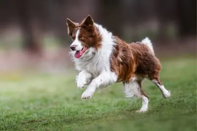 Endoscopies for Dogs & Cats Endoscopies for Dogs & Cats