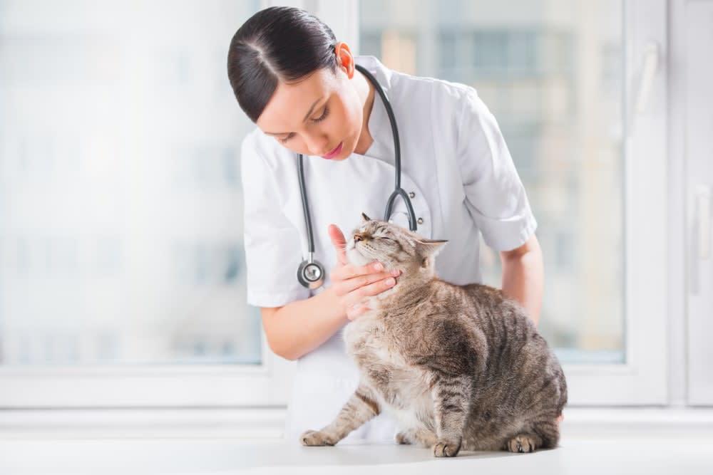 How often do you take a cat to the vet?