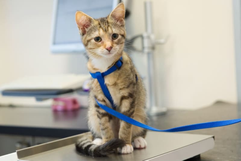 How Often Do You Take a Cat to the Vet? How Often Do You Take a Cat to the Vet?