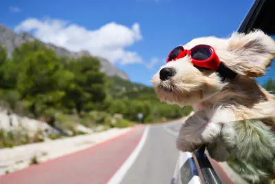 Road Trip With Your Dog: Everything You Should Know Road Trip With Your Dog: Everything You Should Know