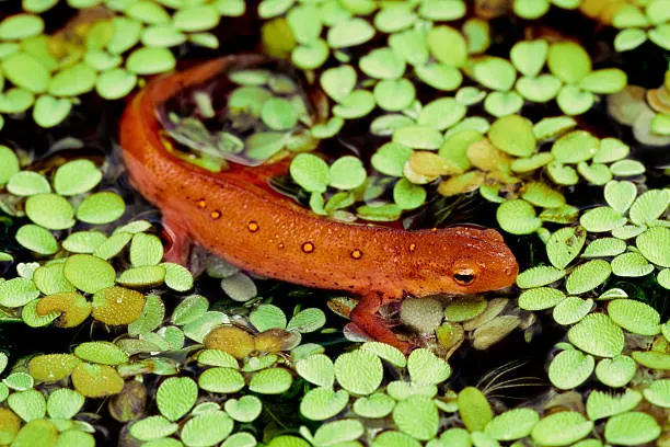 Orange Eastern newt eft swimming among duckweed in a freshwater pond environment.