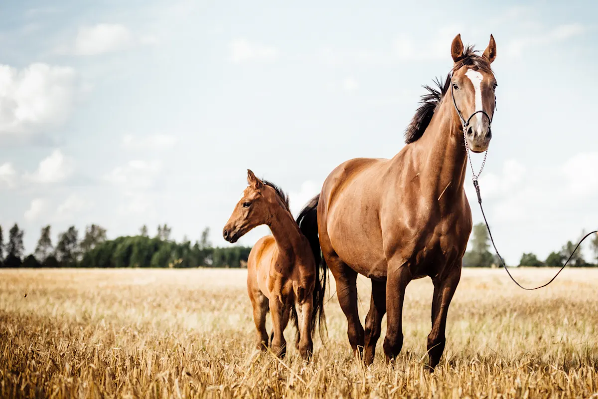A bay mare with a white blaze and her foal standing together in a golden harvested field under a bright sky. A bay mare with a white blaze and her foal standing together in a golden harvested field under a bright sky.
