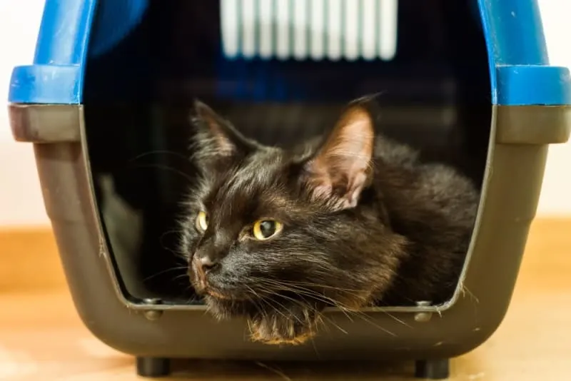 How to Travel With a Cat: Advice for a Low-Stress Trip