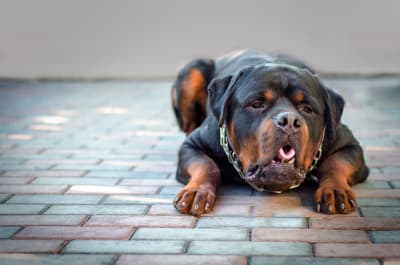 Vomiting In Dogs: Why It Happens & When To Be Concerned