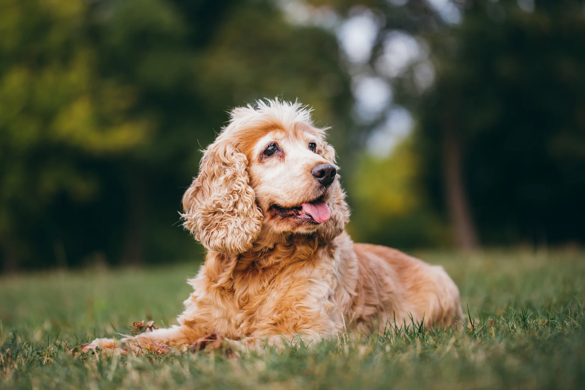 A dog smiling on the grass