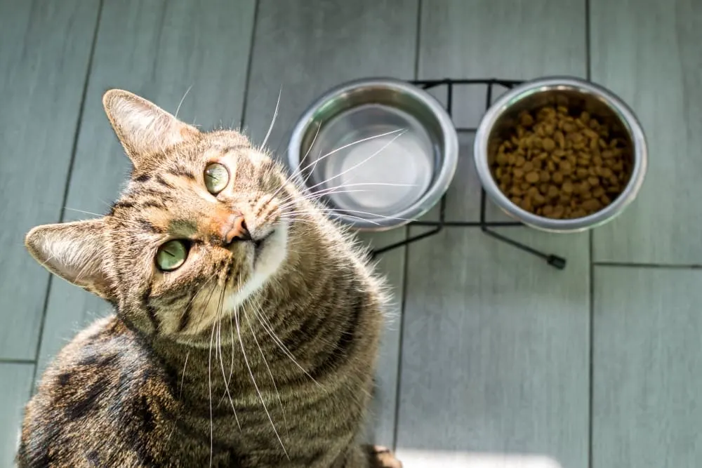 My Cat Won't Drink Water! What Should I Do?