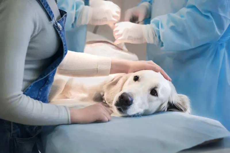 What to Expect If Your Dog Undergoes a Procedure Requiring Anesthesia What to Expect If Your Dog Undergoes a Procedure Requiring Anesthesia