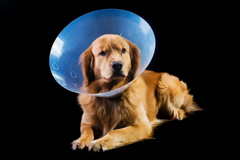 Signs of Infection After Spaying or Neutering a Dog
