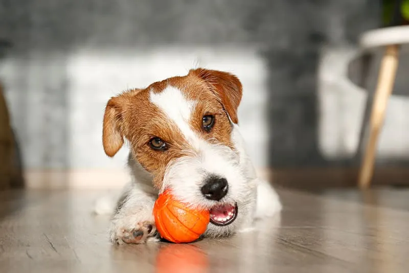 How can I decide whether to allow my dog to chew on bones?