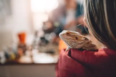 Best Pet Reptiles for Beginners
