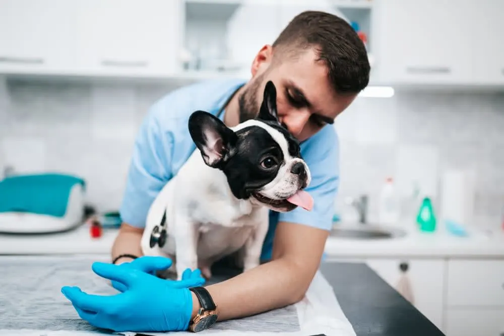 Puppy's First Vet Visit: Checklist & What to Expect Puppy's First Vet Visit: Checklist & What to Expect