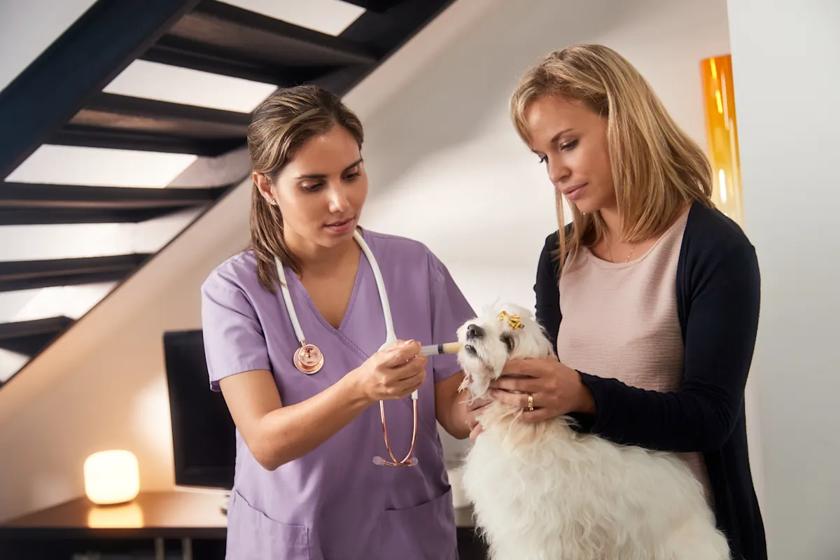 A veterinary professional in purple scrubs using a syringe to administer oral medication to a small, white fluffy dog, while the owner assists by holding the dog's head steady.