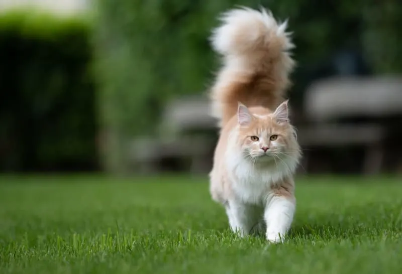 What Your Cat's Tail Language Means