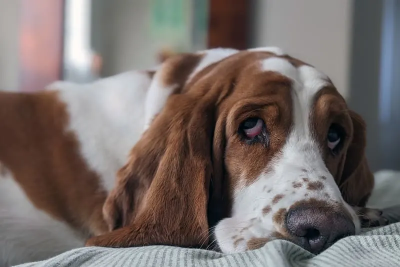 A Pet Parent's Guide to Whipworm in Dogs