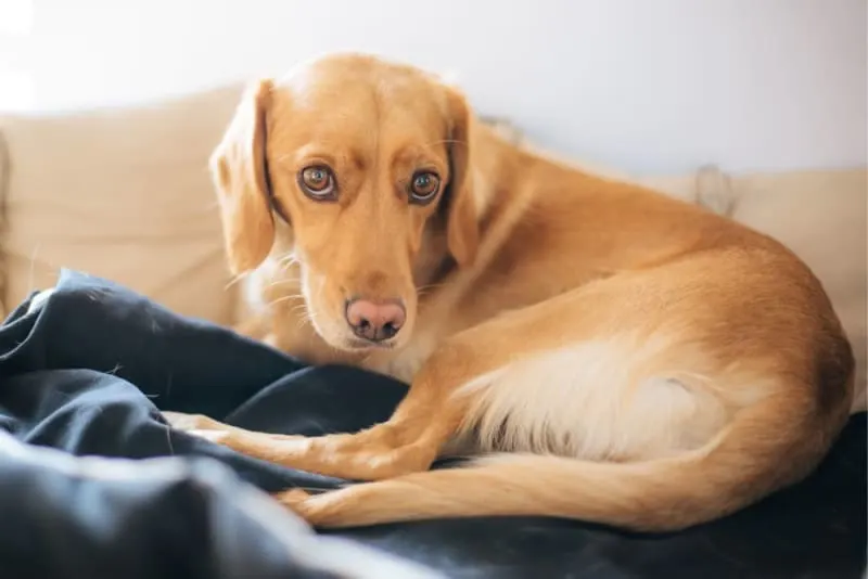 Hip Dysplasia in Dogs: Causes, Signs, & Surgery