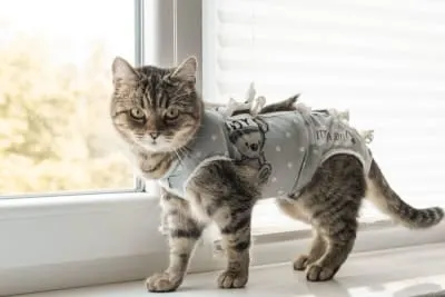 A tabby cat standing on a white windowsill, wearing a light blue recovery suit with a teddy bear pattern and multiple white ties along its back. A tabby cat standing on a white windowsill, wearing a light blue recovery suit with a teddy bear pattern and multiple white ties along its back.