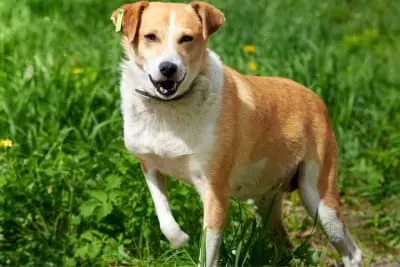 Dog Limping: Why is My Dog Limping & How I Can Help?