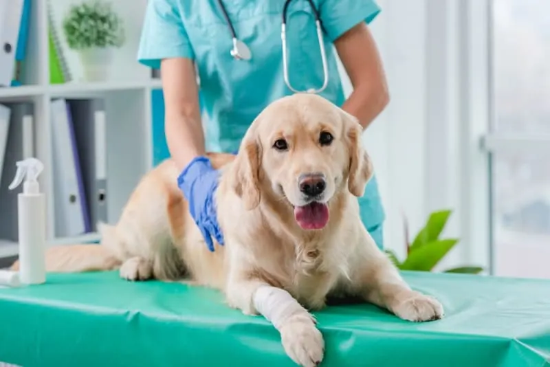 A golden retriever with a bandaged front paw sitting on a green veterinary exam table, while a veterinary professional in teal scrubs and blue gloves gently places a hand on its back. A golden retriever with a bandaged front paw sitting on a green veterinary exam table, while a veterinary professional in teal scrubs and blue gloves gently places a hand on its back.