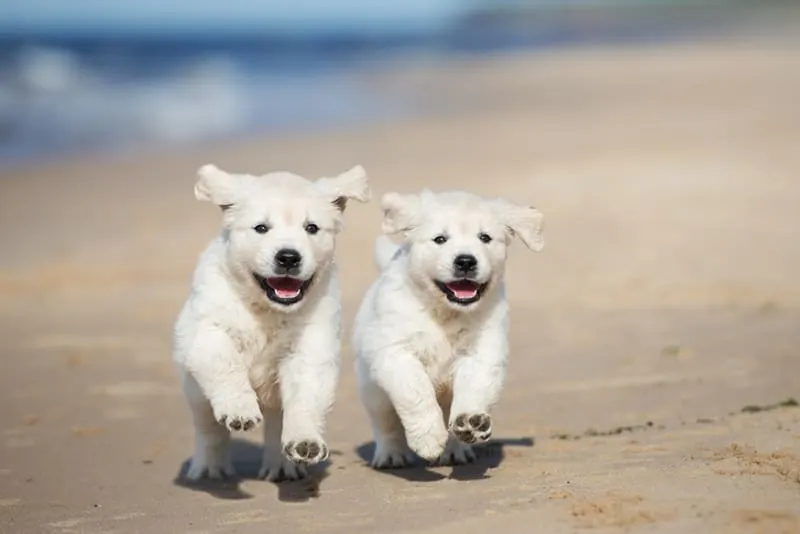 Parvo - What You Need to Know to Protect Your Dog