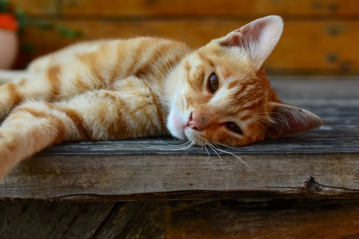 Signs of Pain in Cats & What Can Help