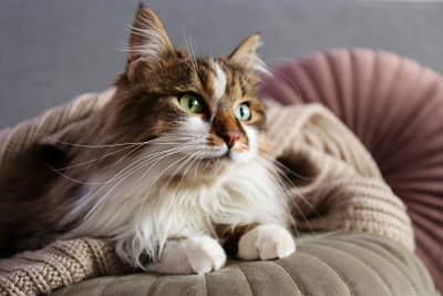 What is FVRCP vaccine for cats? Why does my cat need it?