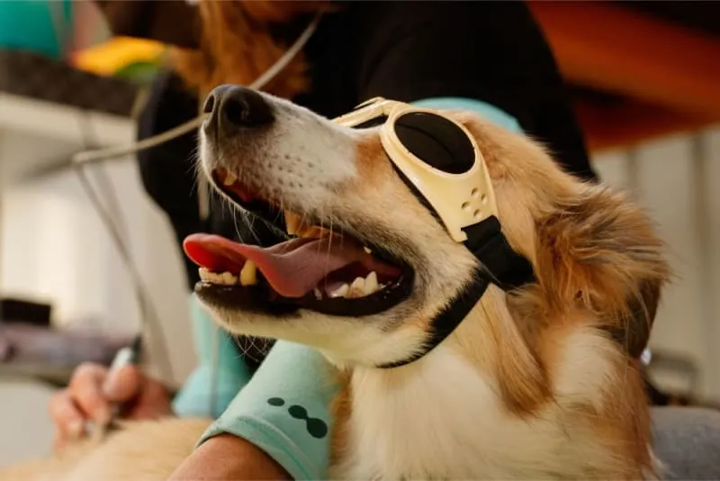 Benefits of Cold Laser Therapy for Dogs