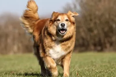 Senior Dog Care: Tips For Making Your Pet Happy And Healthy