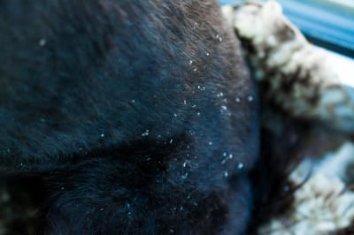Why does my dog have dandruff?