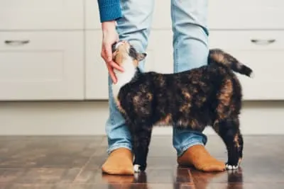 Does my cat need a friend? Does my cat need a friend?