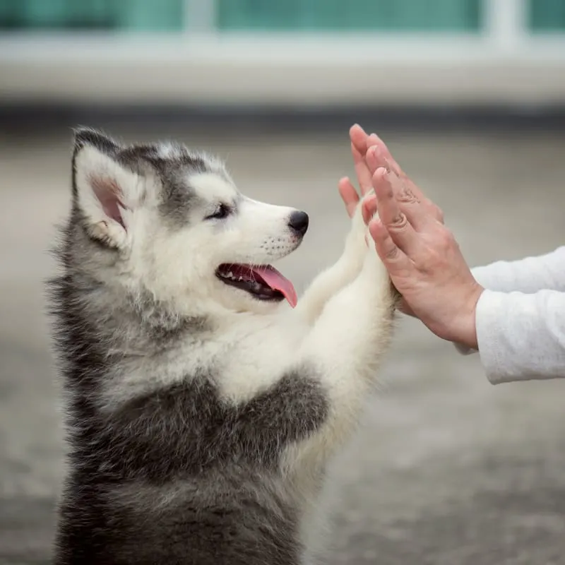  Dunnellon Animal Hospital in Dunnellon Generic Section