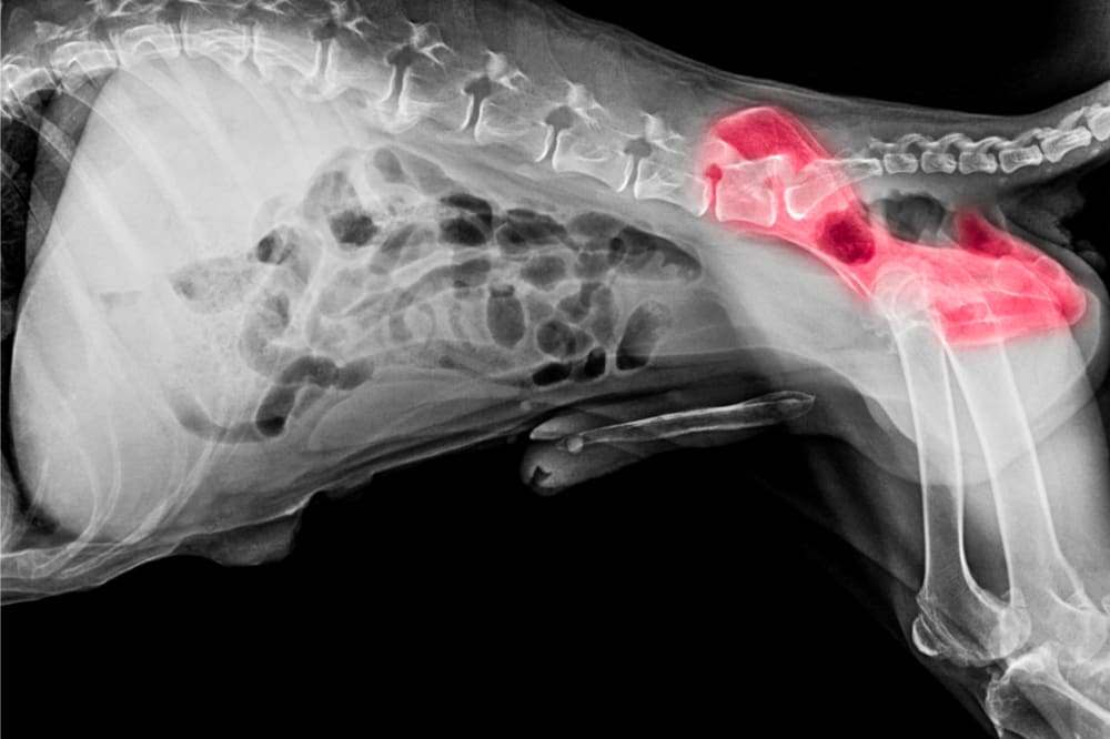 X-Rays for Dogs: What You Should Know