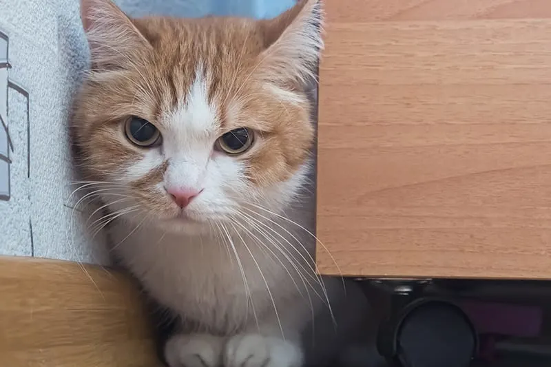 How can I tell if my cat is sick?