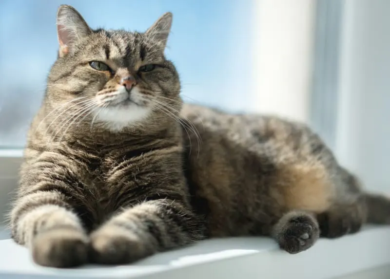 How To Care For A Senior Cat