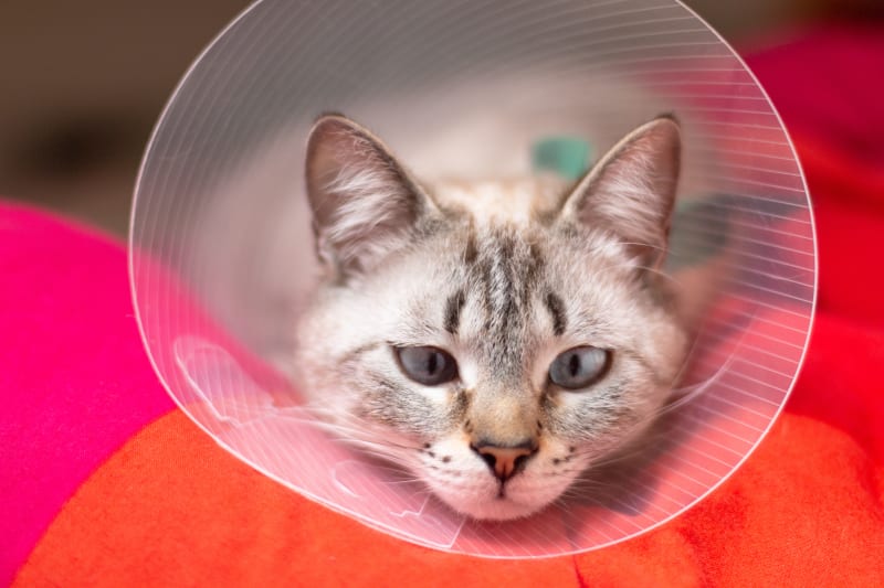 Facts About PU Surgery In Cats