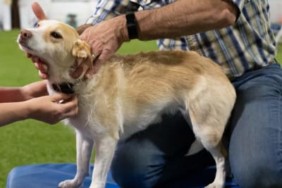 What to Expect During a Veterinary Chiropractic Session for Your Pet